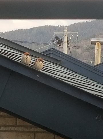 20190329_060735.jpg